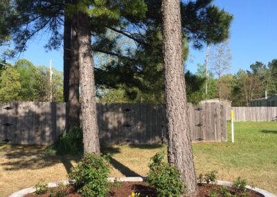 A tree on the garden