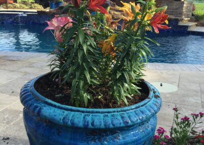 A flower near by the pool